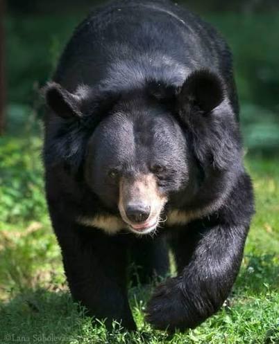 Himalayan black bear in forest habitat