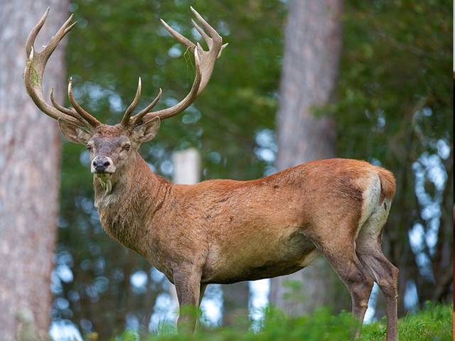 Hangul stag in Dachigam National Park