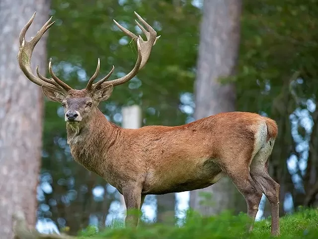 Hangul, the Kashmir stag
