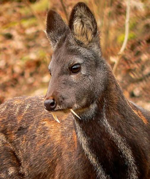 Himalayan musk deer