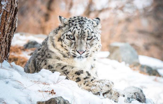 Snow leopard in a Himalayan mountain habitat